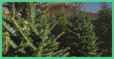 Belfair Oaks Christmas Tree Scent Spray 2 Pack