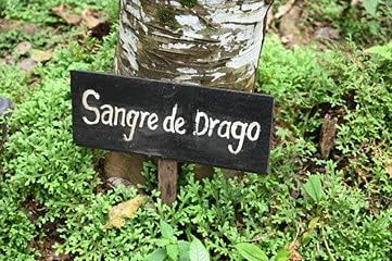 Dragons Blood Original 1 Oz Concentrate from Peruvian Amazon