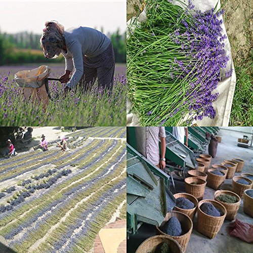 TooGet Dried French Lavender Buds 4 Oz Pure Natural