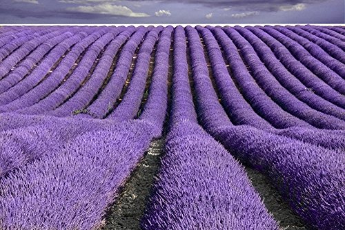 TooGet Dried French Lavender Buds 4 Oz Pure Natural
