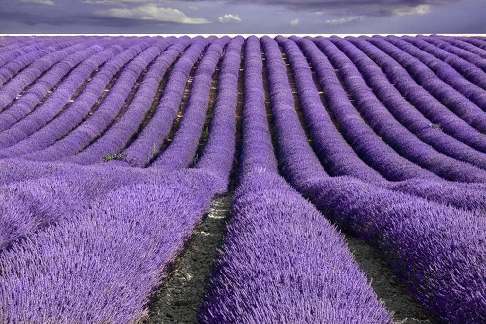 TooGet Dried French Lavender Buds 4 Oz Pure Natural