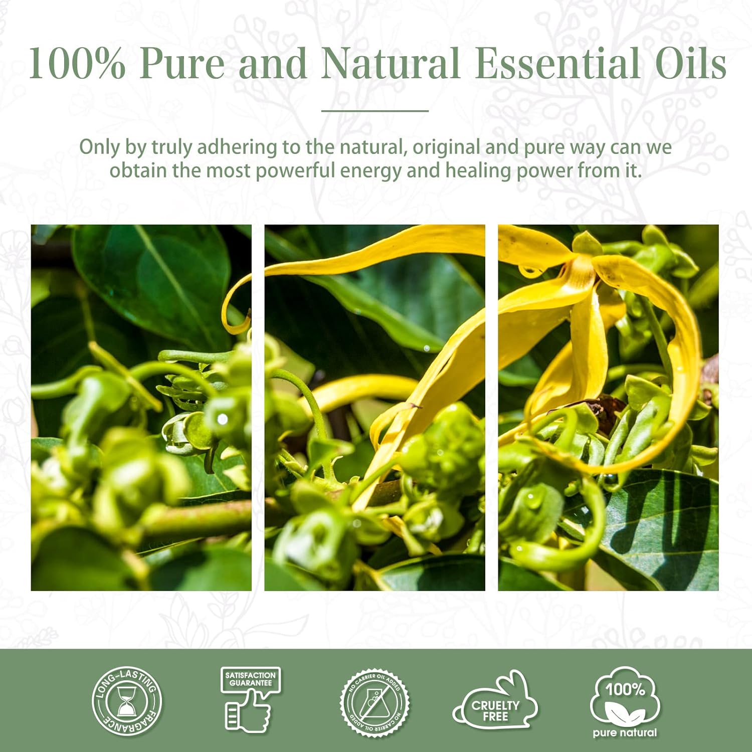 PHATOIL 100ML Ylang Ylang Essential Oil