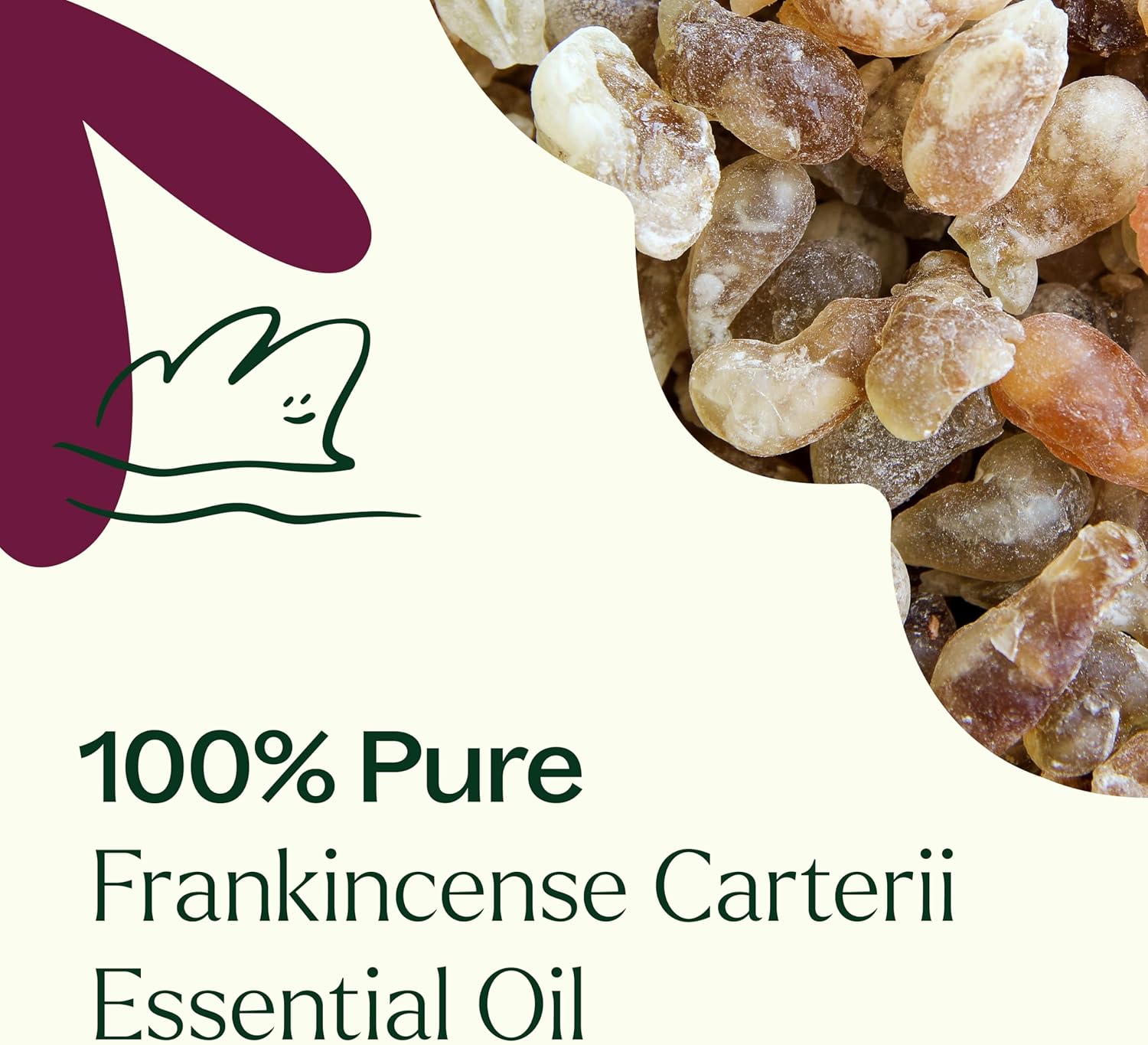 Plant Therapy Frankincense Carterii Essential Oil 100 mL