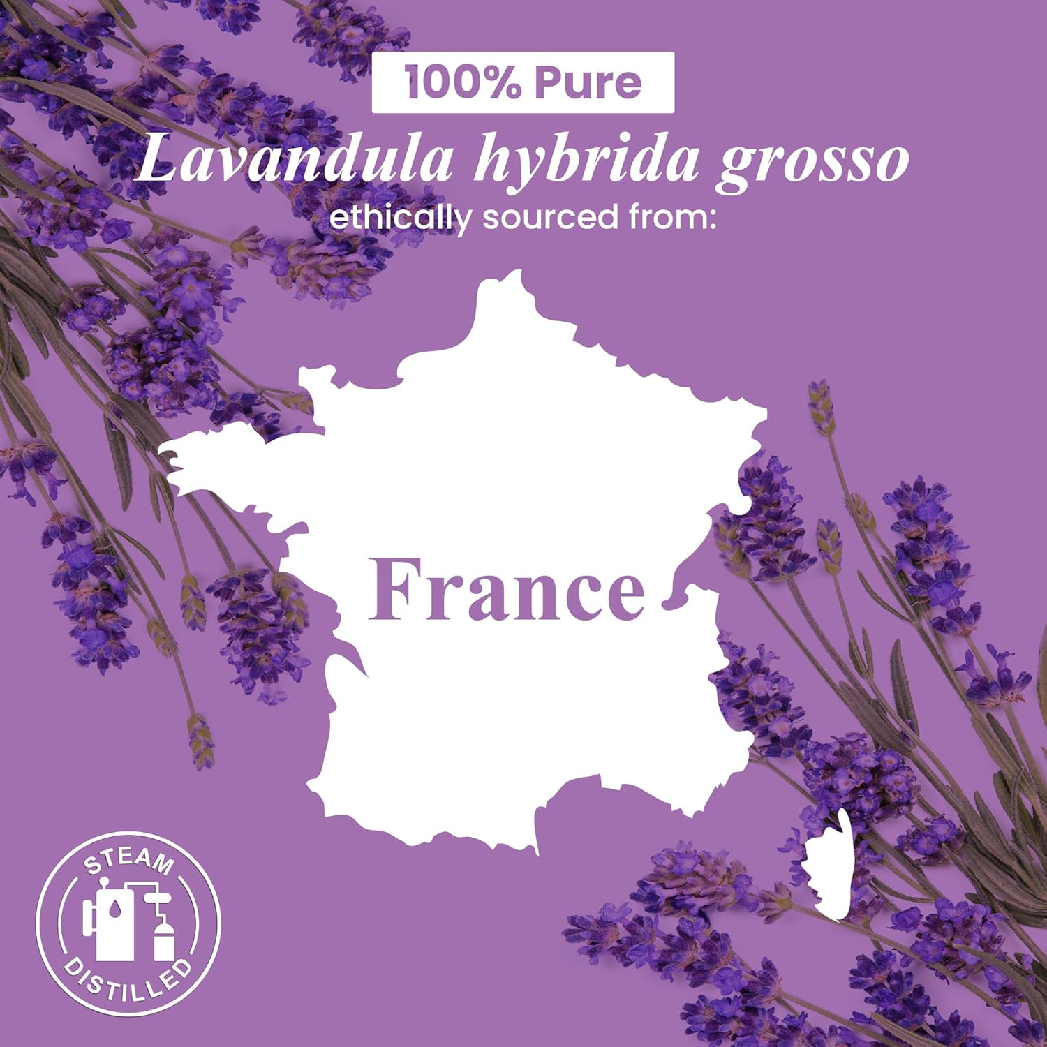 Handcraft Blends Lavender Essential Oil - 16 Fl Oz